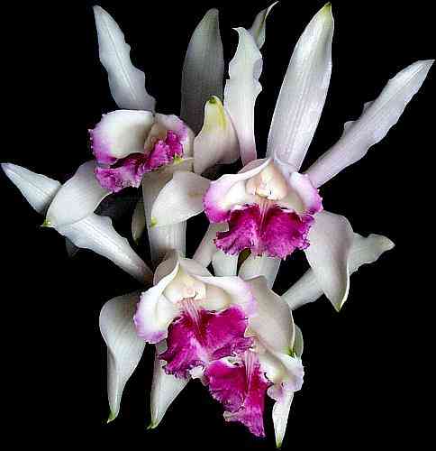 Cattleya intermedia sanguinea